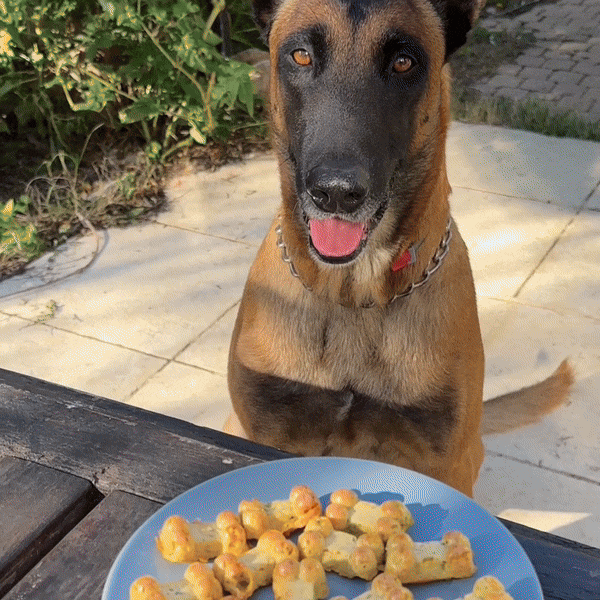 Selbstgemachtes Leckerli-Vorbereitungsset für Hunde