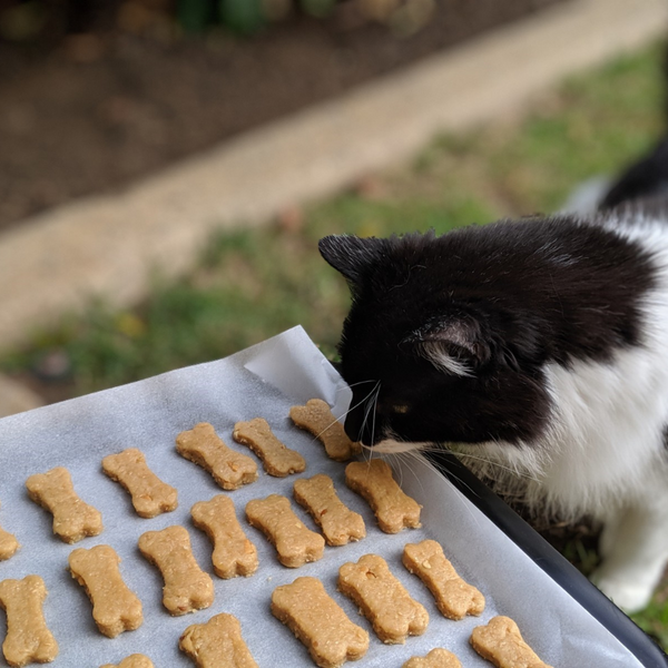 Kit zur Zubereitung selbstgemachter Leckereien für Katzen