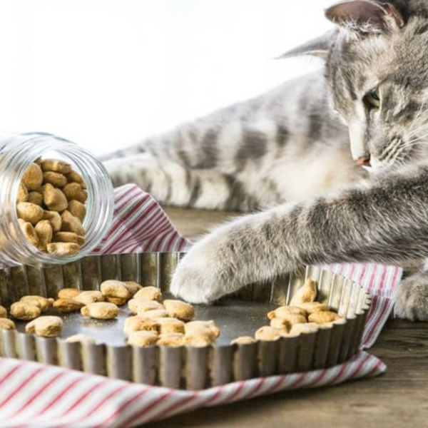 Kit zur Zubereitung selbstgemachter Leckereien für Katzen